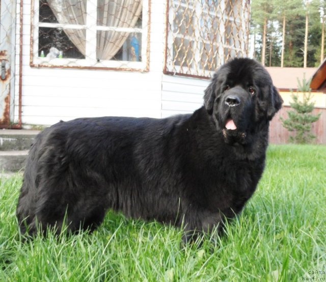 Фото: ньюфаундленд Бегущая по Волнам Вся Такая Растакая (Beguschaya po Volnam Vsya Takaya Rastakaya)