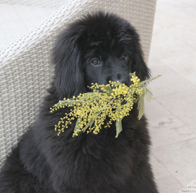 Фото: ньюфаундленд Bjornebandens Nancy Wilson, Dar Svezy Bona Fides 4 мес.