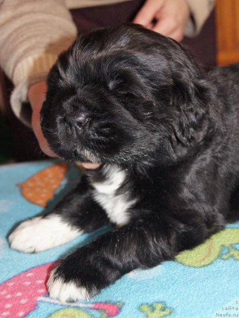 Фото: ньюфаундленд Супер Бизон Индия