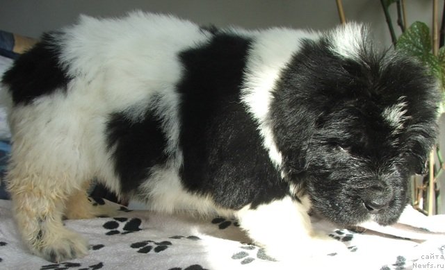 Фото: ньюфаундленд Плюшевая Панда Хлоя (Plushevaya Panda Chloe)