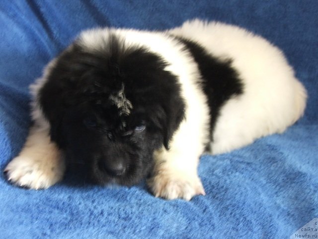 Фото: ньюфаундленд Плюшевая Панда Хлоя (Plushevaya Panda Chloe)