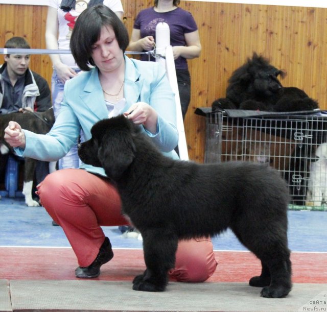 Фотография № 89371