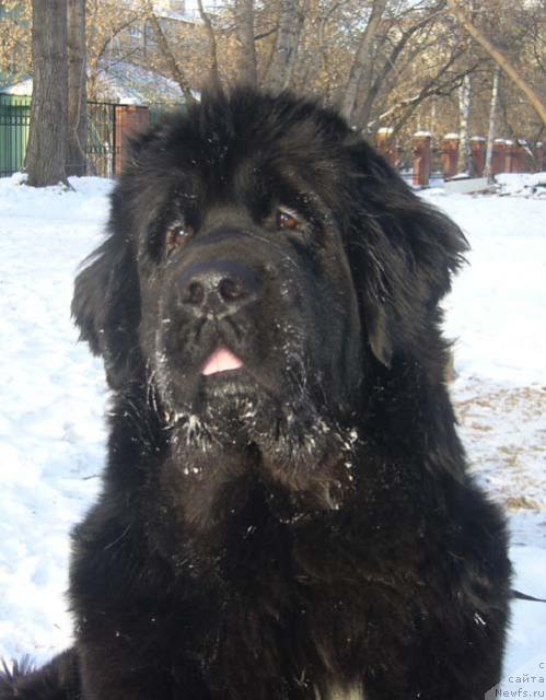 Фото: ньюфаундленд Супер Бизон Анталия