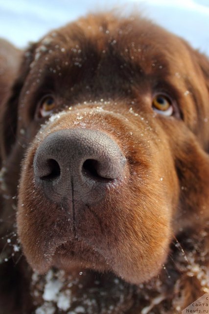 Фото: ньюфаундленд Лесная Сказка Королевский Медведь (Lesnaja Skazka Korolevskiy Medved)