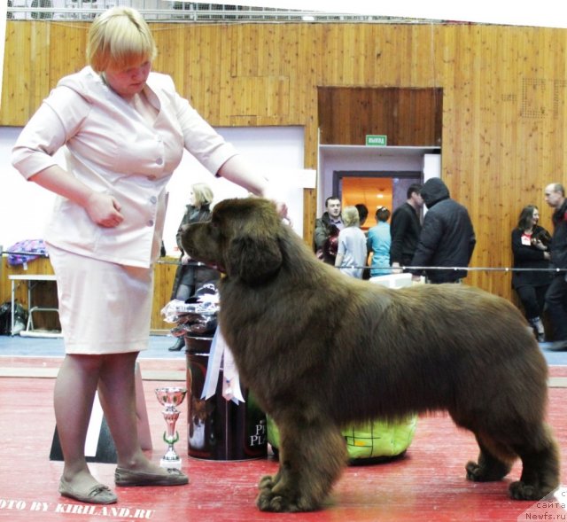 Фото: ньюфаундленд Акватория Келвин Редс Бегин энд Вин (Aquatoriya Kelvin Reds Begin and Win)
