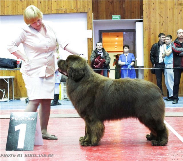 Фото: ньюфаундленд Акватория Келвин Редс Бегин энд Вин (Aquatoriya Kelvin Reds Begin and Win)
