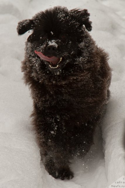 Фото: ньюфаундленд Особа Статная из Медвежьего Яра