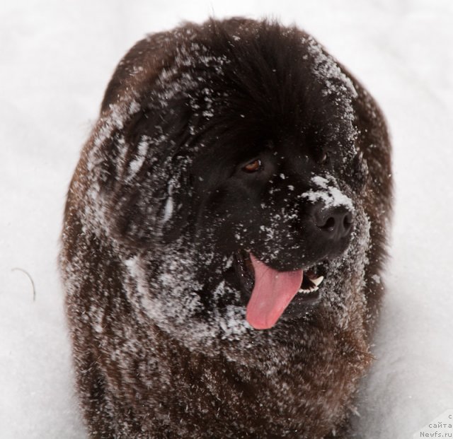 Фото: ньюфаундленд Особа Статная из Медвежьего Яра