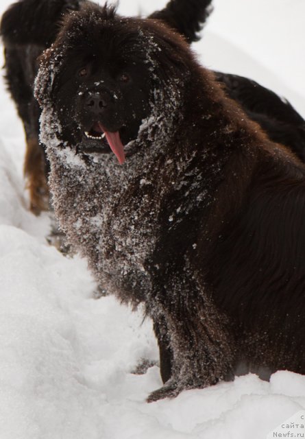 Фото: ньюфаундленд Особа Статная из Медвежьего Яра