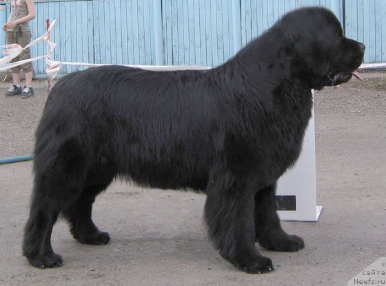 Фото: ньюфаундленд Терра Нова от Сибирского Медведя