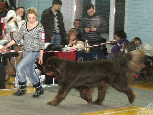 Фото: ньюфаундленд Закадычный Друг из Царства Медведей