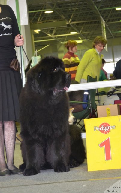 Фото: ньюфаундленд Бегущая по Волнам Зиллион (Beguschaya po Volnam Zillion)