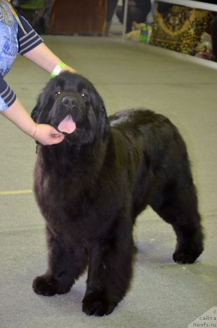 Фотография № 89415