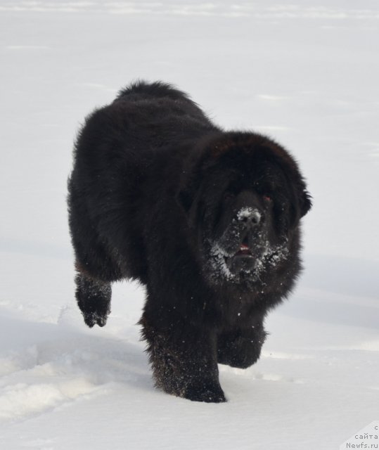 Фото: ньюфаундленд Бегущая по Волнам Зиллион (Beguschaya po Volnam Zillion)