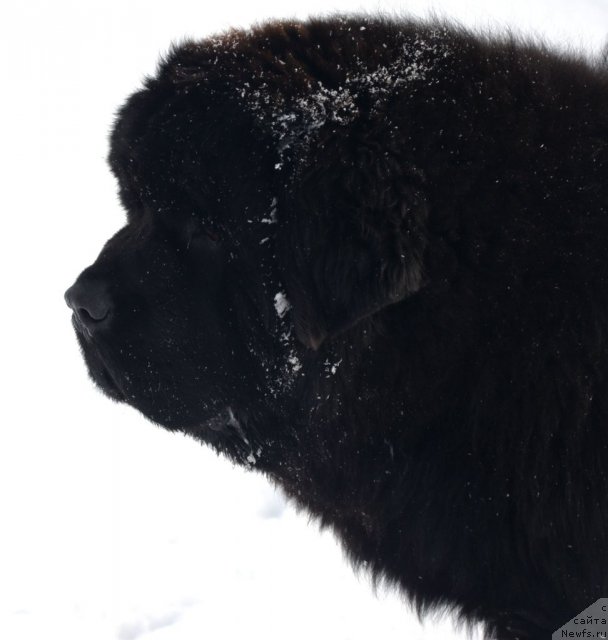 Фото: ньюфаундленд Бегущая по Волнам Зиллион (Beguschaya po Volnam Zillion)