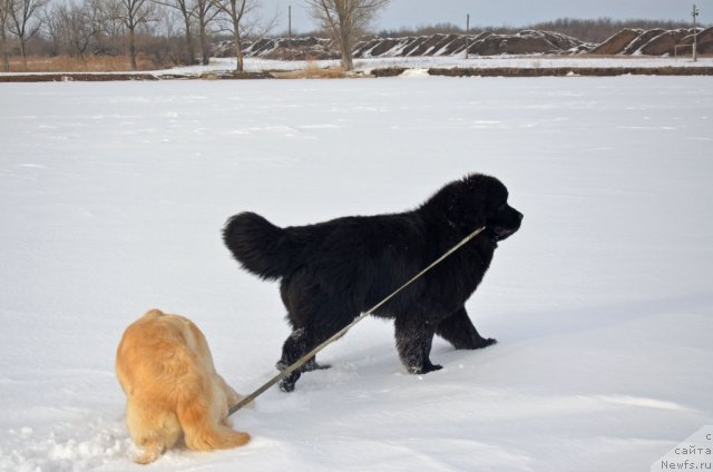 Фото: ньюфаундленд Бегущая по Волнам Зиллион (Beguschaya po Volnam Zillion)