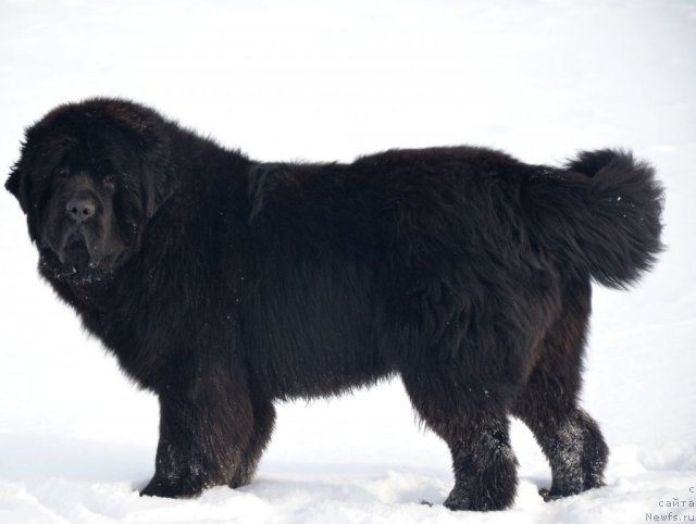 Фото: ньюфаундленд Бегущая по Волнам Зиллион (Beguschaya po Volnam Zillion)