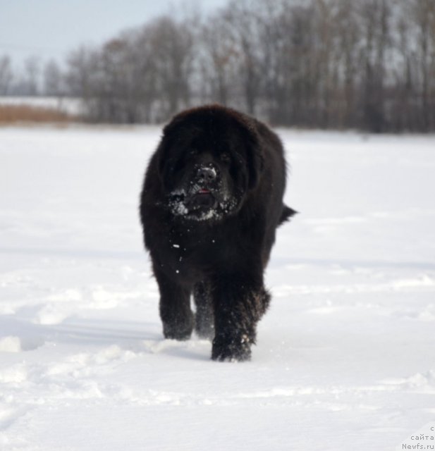 Фото: ньюфаундленд Бегущая по Волнам Зиллион (Beguschaya po Volnam Zillion)