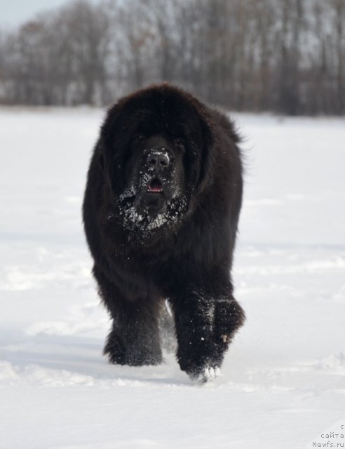 Фото: ньюфаундленд Бегущая по Волнам Зиллион (Beguschaya po Volnam Zillion)