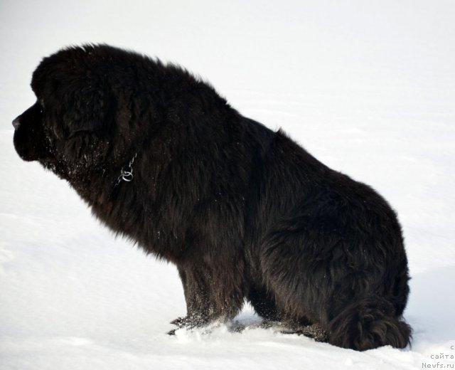 Фото: ньюфаундленд Бегущая по Волнам Зиллион (Beguschaya po Volnam Zillion)