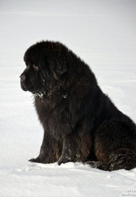Фото: ньюфаундленд Бегущая по Волнам Зиллион (Beguschaya po Volnam Zillion)
