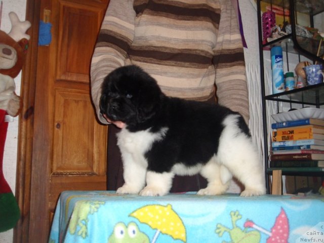 Фото: дети, ньюфаундленд Супер Премиум Женева (Super Premium Zheneva)