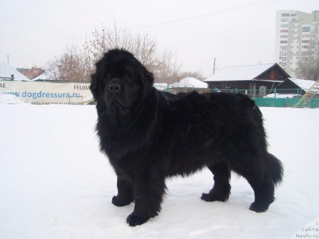 Фото: ньюфаундленд Ньюфорт Магия Любви