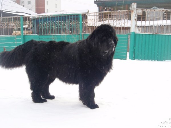 Фото: ньюфаундленд Ньюфорт Магия Любви