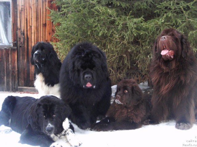 Фото: ньюфаундленд Супер Премиум Женева (Super Premium Zheneva), ньюфаундленд Супер Бизон Гера, ньюфаундленд King of Helluland I'm Precious, ньюфаундленд Акватория Келвин Спирит зе Некст, ньюфаундленд Супер Премиум Брабус