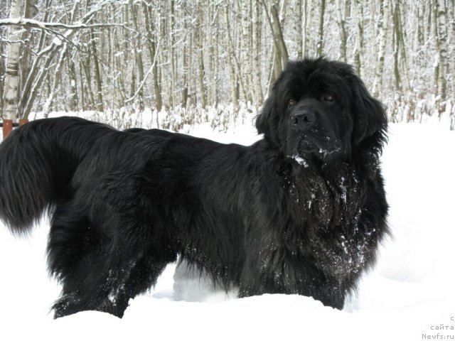 Фото: ньюфаундленд Рэш