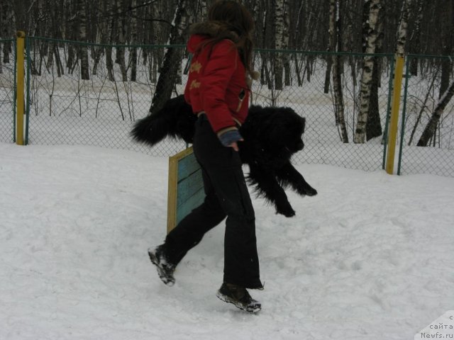 Фото: ньюфаундленд Рэш