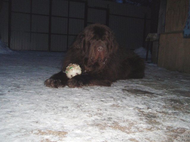 Фото: ньюфаундленд Супер Премиум Брабус