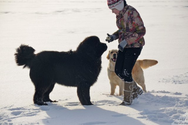Фото: ньюфаундленд Бегущая по Волнам Зиллион (Beguschaya po Volnam Zillion)