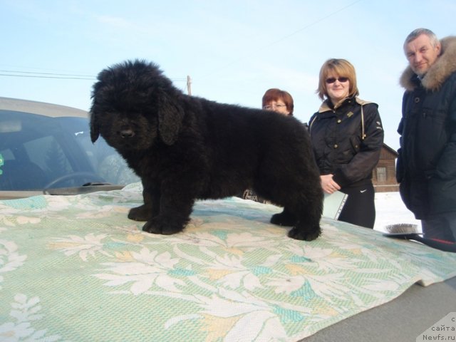 Фото: ньюфаундленд Ньюфорт Рэндом Блэк