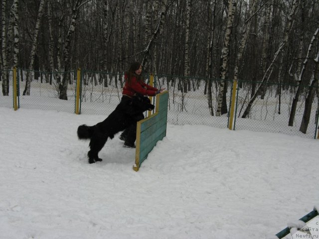 Фото: ньюфаундленд Рэш