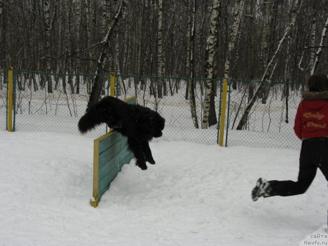 Фото: ньюфаундленд Рэш