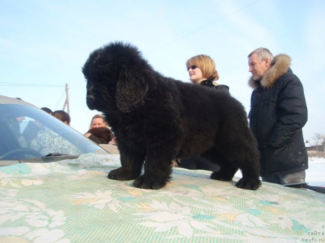 Фото: дети, ньюфаундленд Ньюфорт Лапочка Дочка