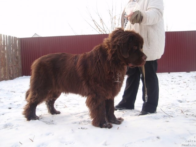 Фото: ньюфаундленд Обуш Шед Якутия (Obush Shed Yakutia)