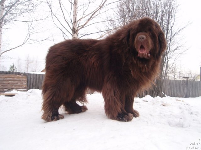 Фото: ньюфаундленд Супер Премиум Брабус