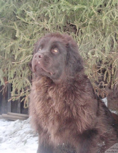 Фото: ньюфаундленд Акватория Келвин Спирит зе Некст