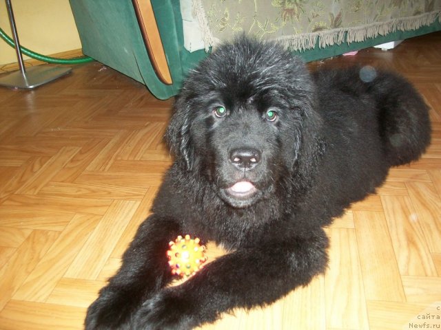 Фото: ньюфаундленд Сент Джонс Юкатан