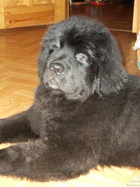 Фото: ньюфаундленд Сент Джонс Юкатан