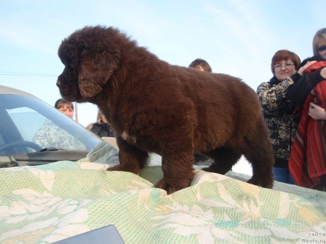 Фото: дети, ньюфаундленд Ньюфорт Лапочка Дочка