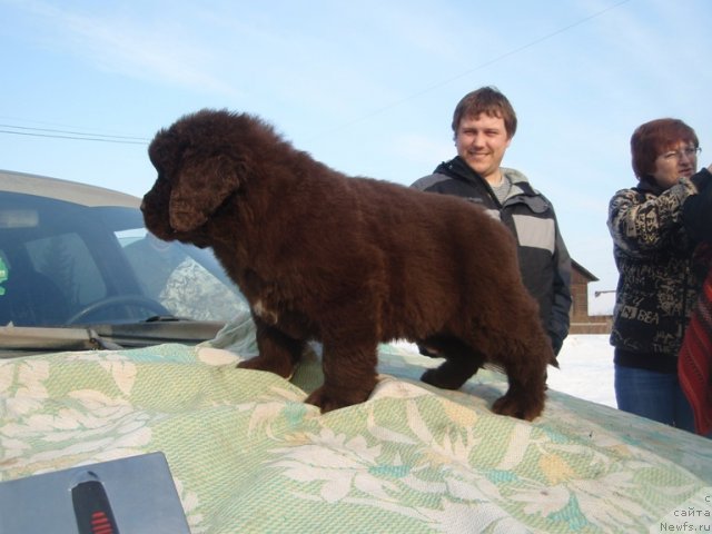 Фото: дети, ньюфаундленд Ньюфорт Лапочка Дочка
