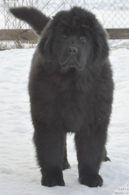 Фото: ньюфаундленд Bjornebandens Nancy Wilson, Dar Svezy Brilliant Idea