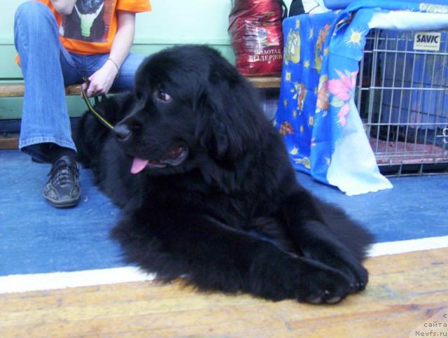 Фото: ньюфаундленд Ай Лав Рич (Ai Love Rich)