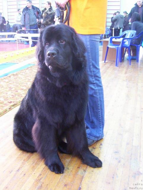 Фото: ньюфаундленд Ай Лав Рич (Ai Love Rich)