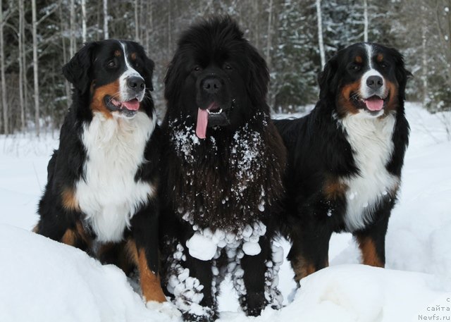 Фото: ньюфаундленд Особа Статная из Медвежьего Яра