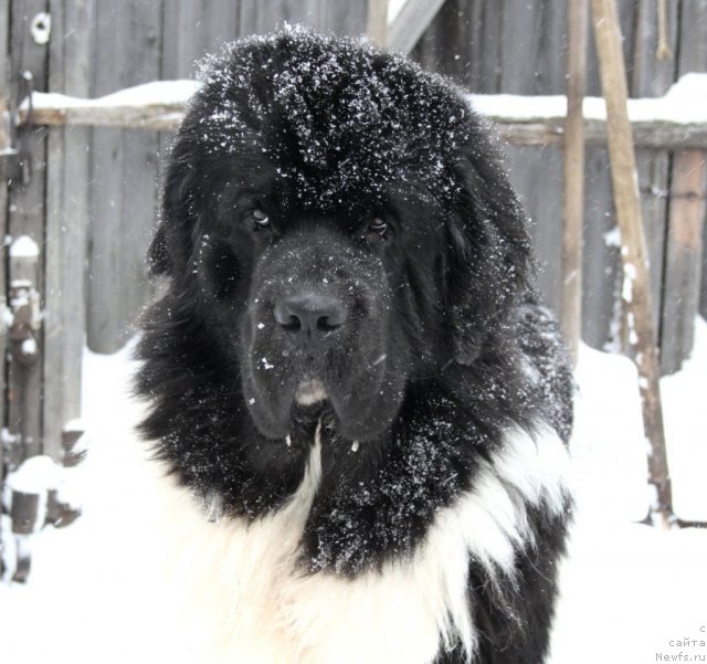 Фото: ньюфаундленд Супер Премиум Ему Нет Равных