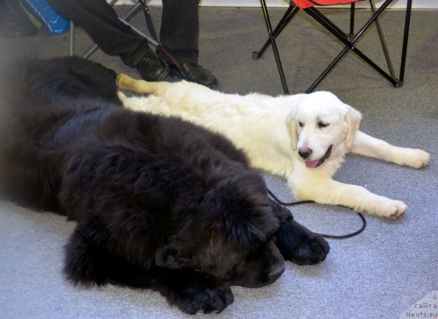 Фото: ньюфаундленд Бегущая по Волнам Зиллион (Beguschaya po Volnam Zillion)